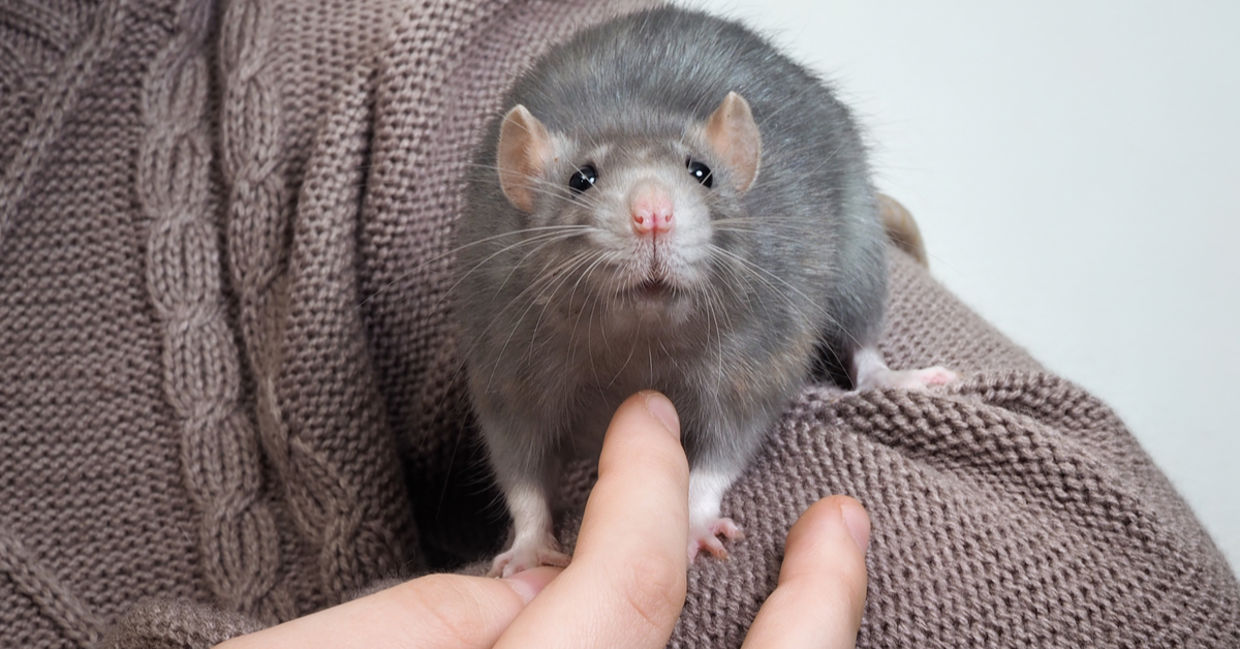 rats - fun facts about animals