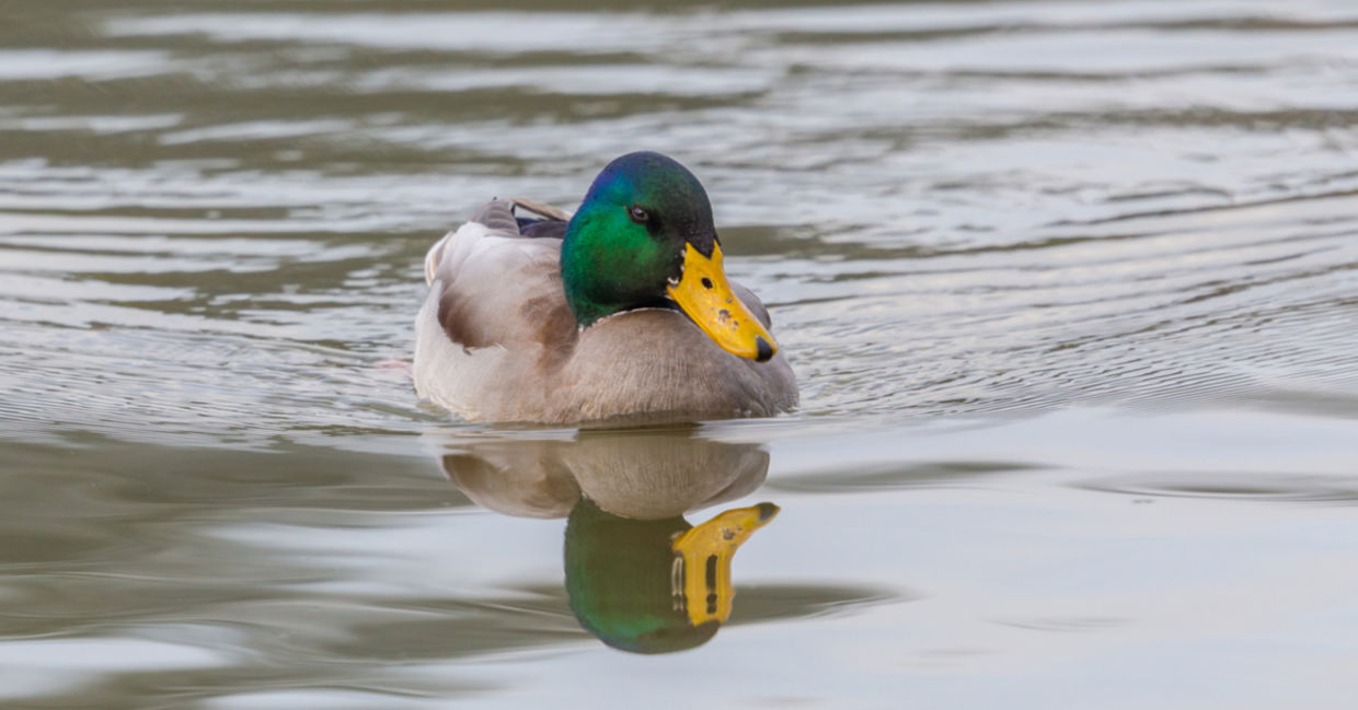 Ducks - fun facts about animals.