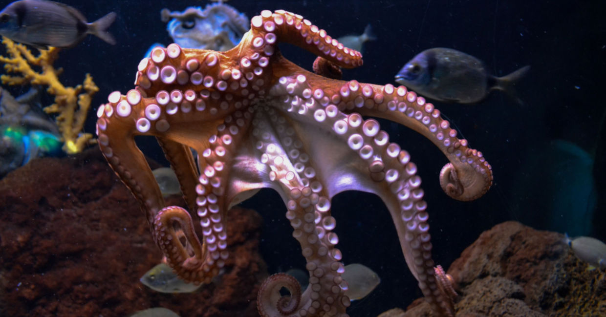 octopus - fun facts about animals.