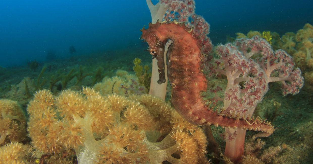 seahorses - fun facts about animals.