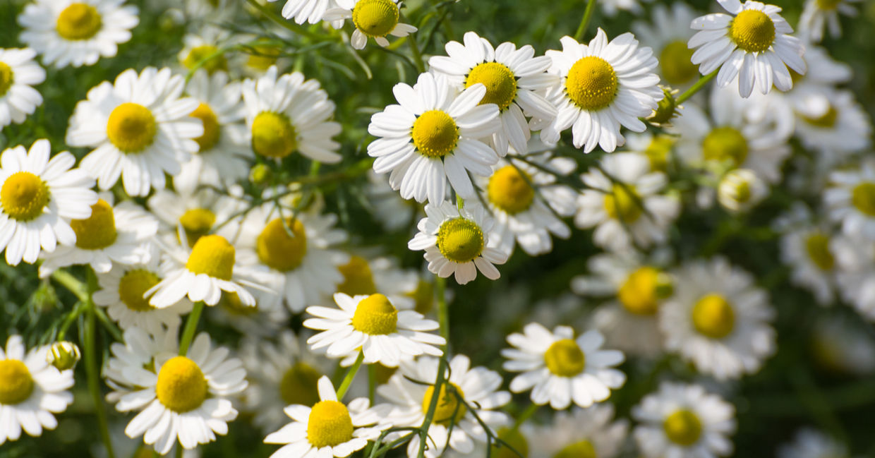 9 Health Benefits of Chamomile - Goodnet