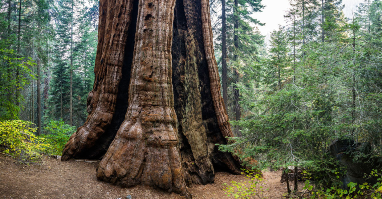World’s largest PrivatelyOwned Giant Sequoia Forest Preserved