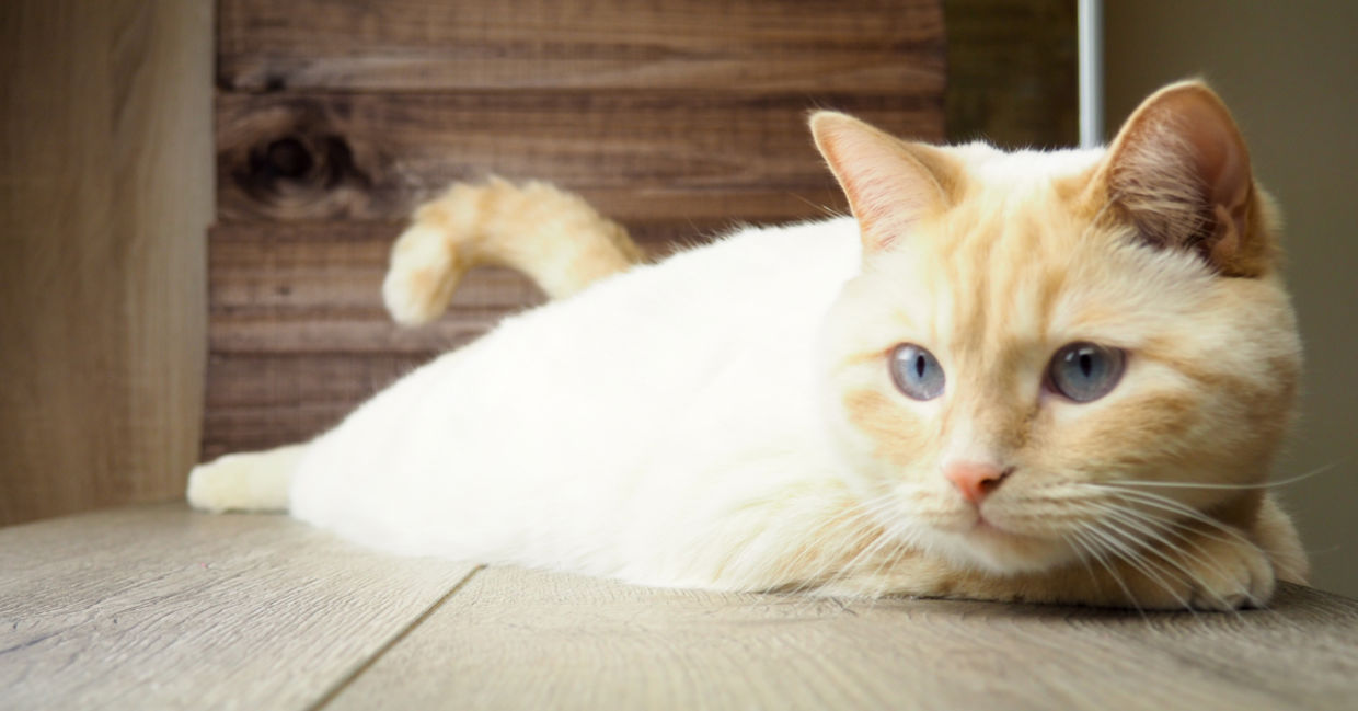 7 Scientifically Proven Health Benefits Of Being a Cat Owner - Goodnet