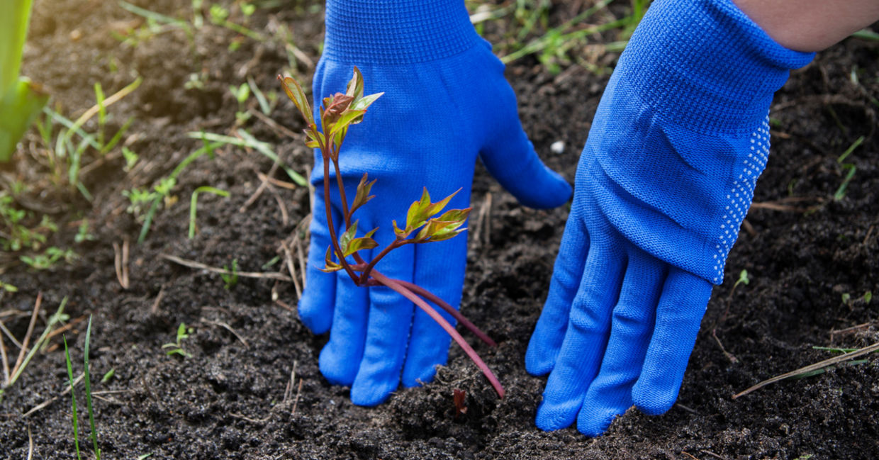 Peron planting in a garden