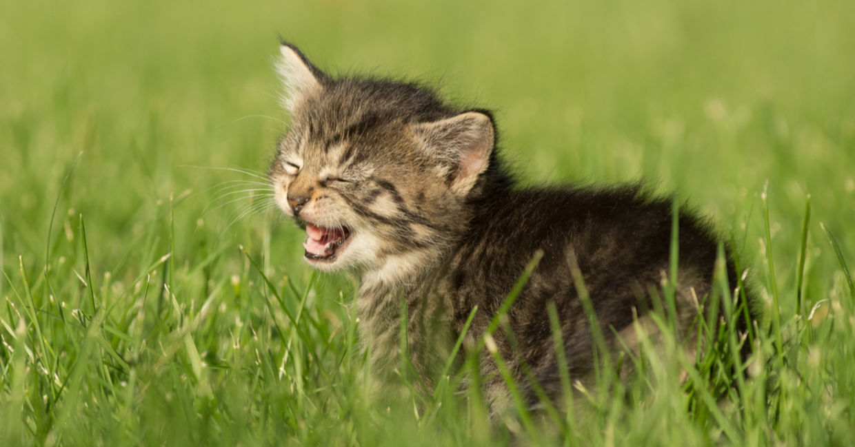 A kitten opens its mouth wide