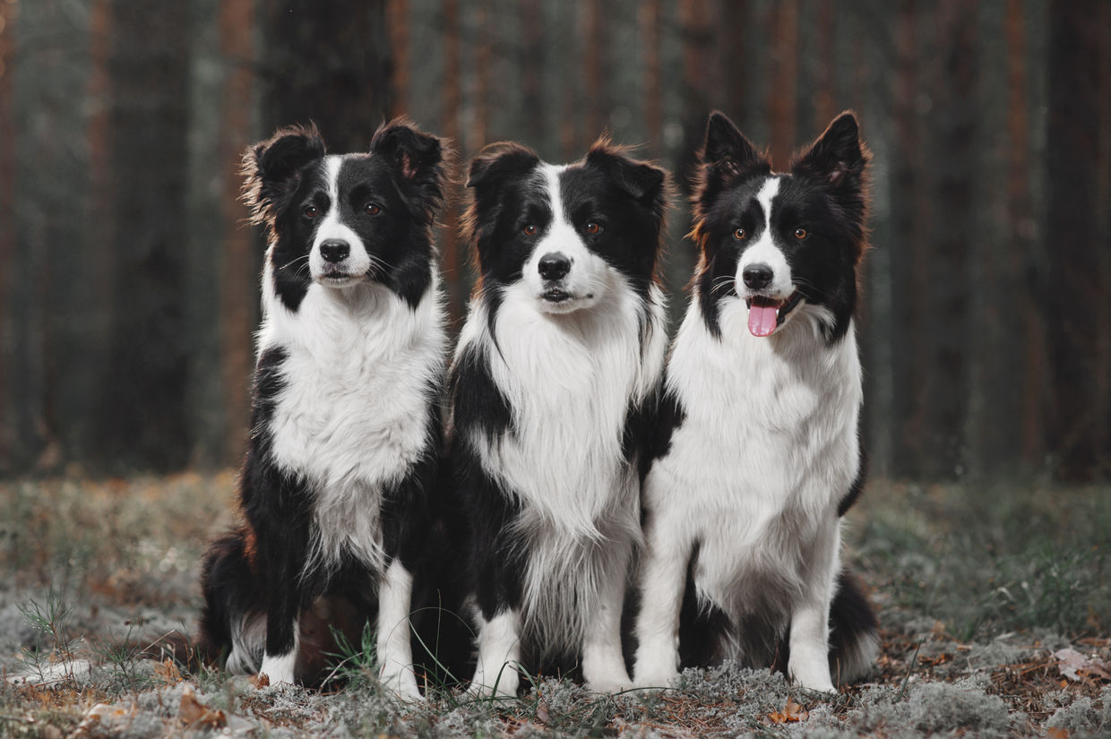 Three Border Collies Replant Forests in Chile - Goodnet