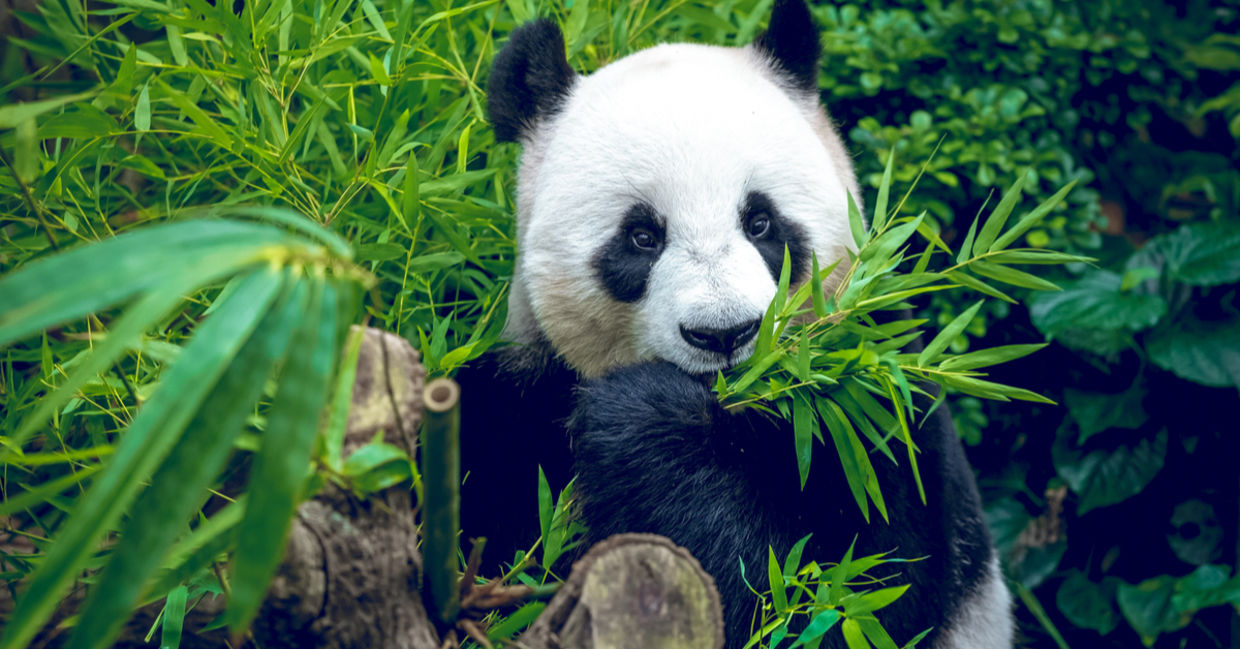 Giant pandas are no longer endangered and their population is actually on the rise. (Shutterstock)