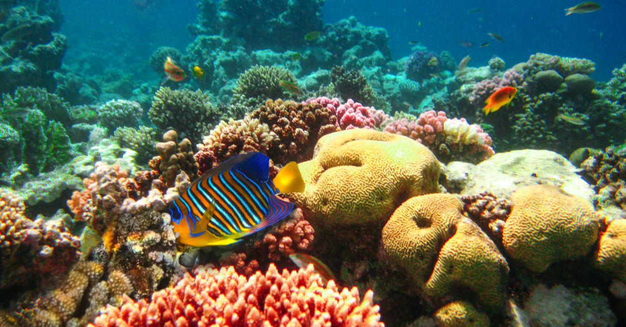 An underwater shot of marine life.