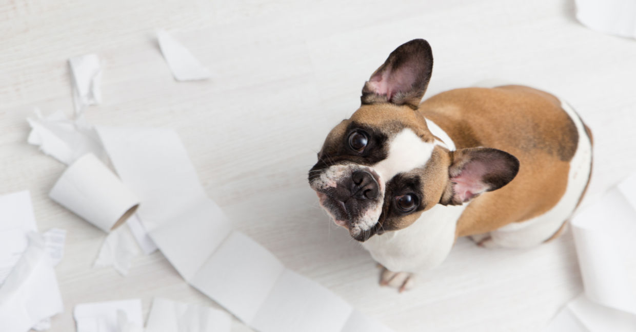 Dogs don't actually feel guilty. (Zavats Svetlana / Shutterstock.com)
