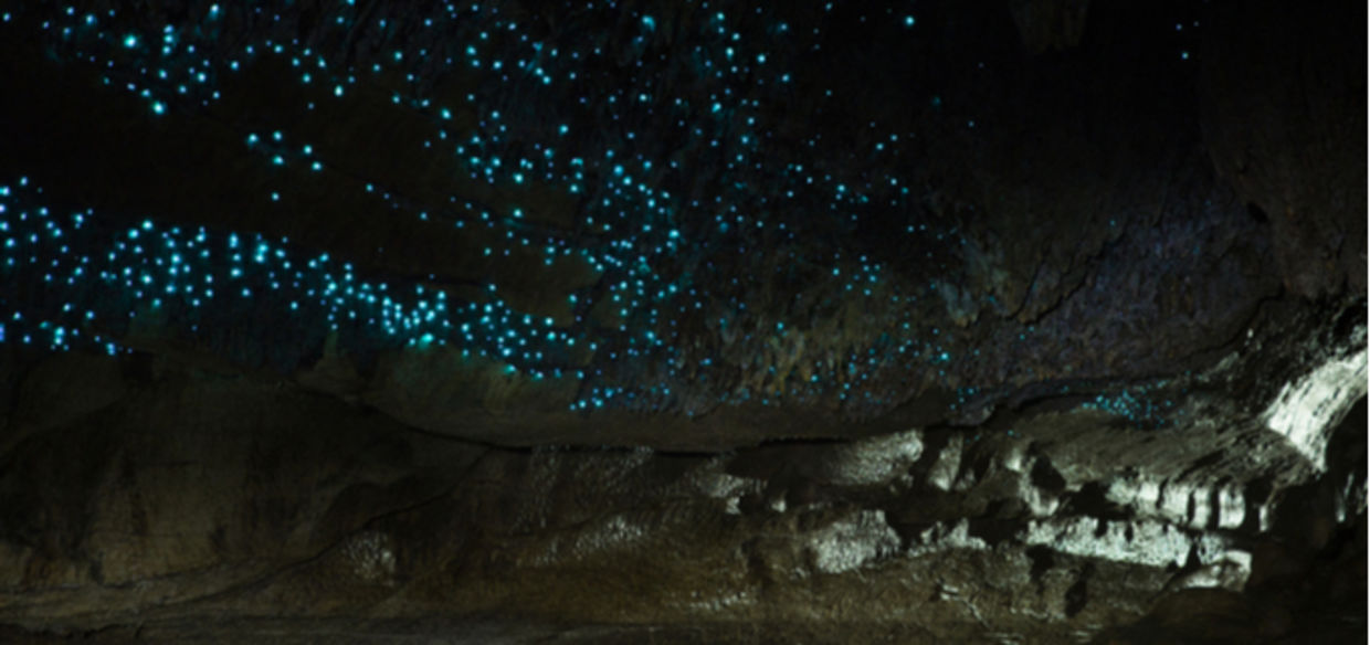 The Glowworm Caves in Waitomo, New Zealand are a sight that one has to see with one's own eyes to believe. (Opticoverload/CC BY-NC-SA 2.0)