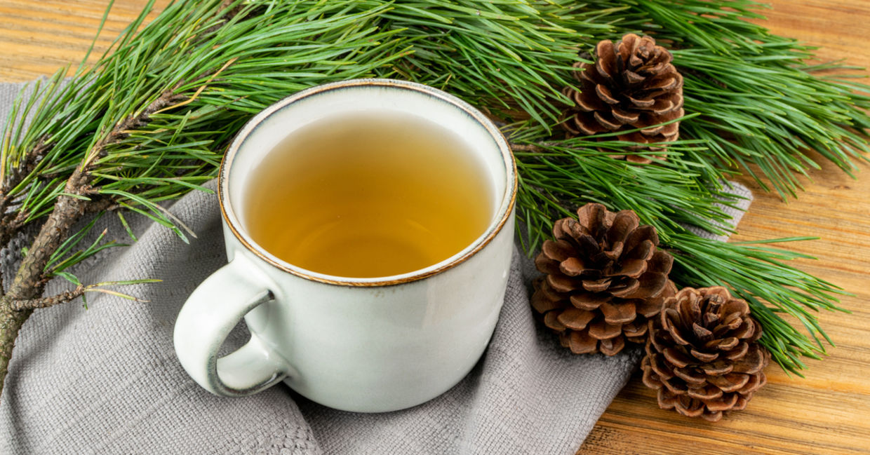 5 Pine Needle Tea Benefits