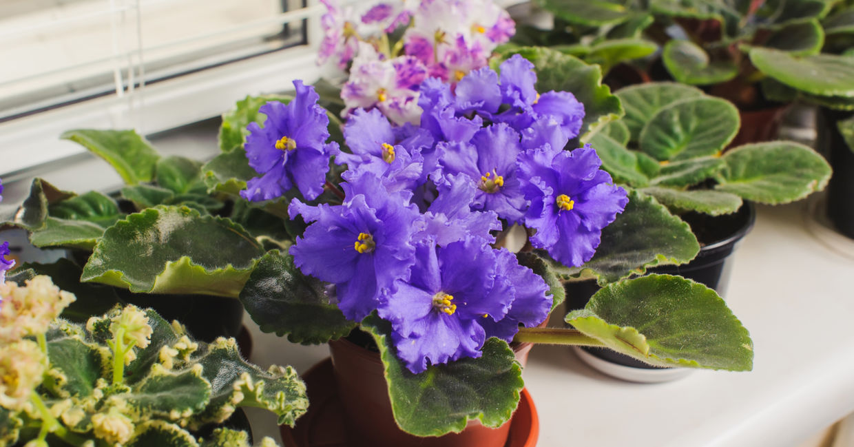 African violet houseplant are safe for dogs.