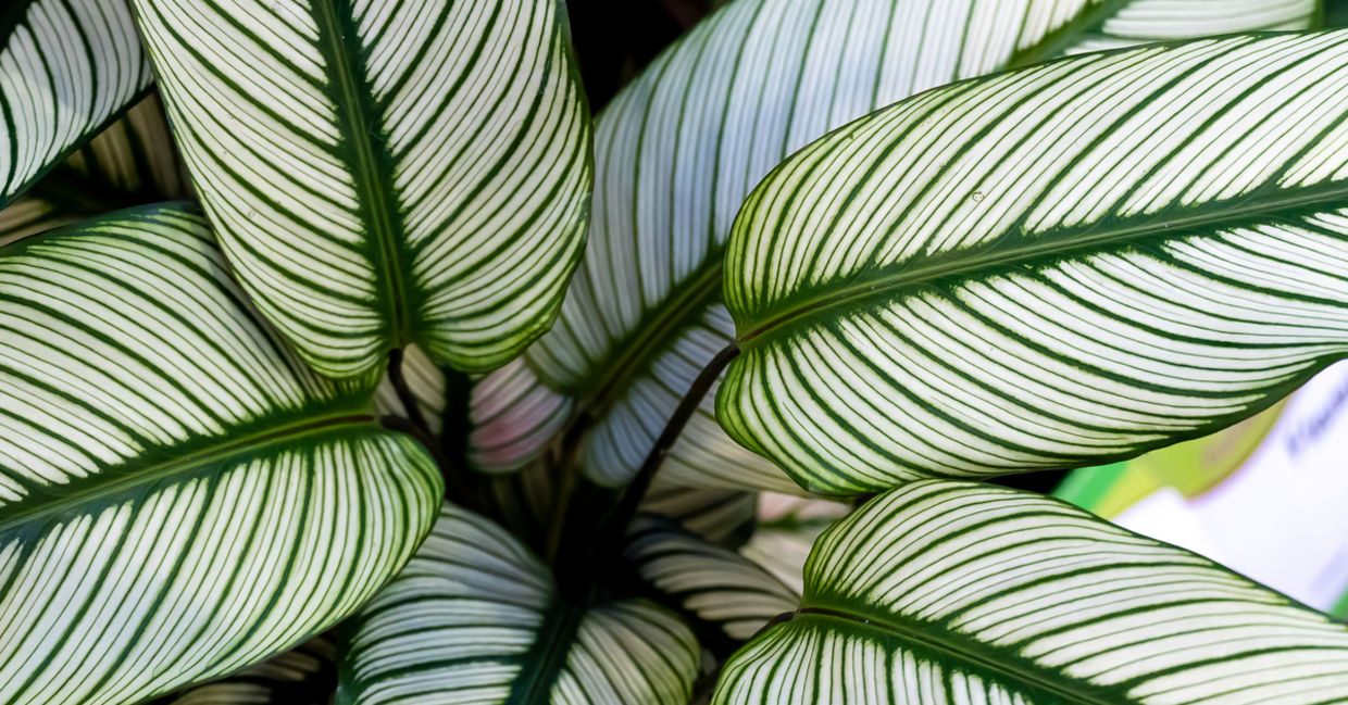 Calathea houseplants are safe for cats.