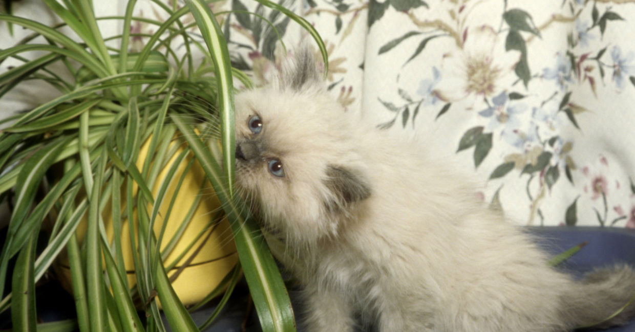 Spider plants are safe for cats.