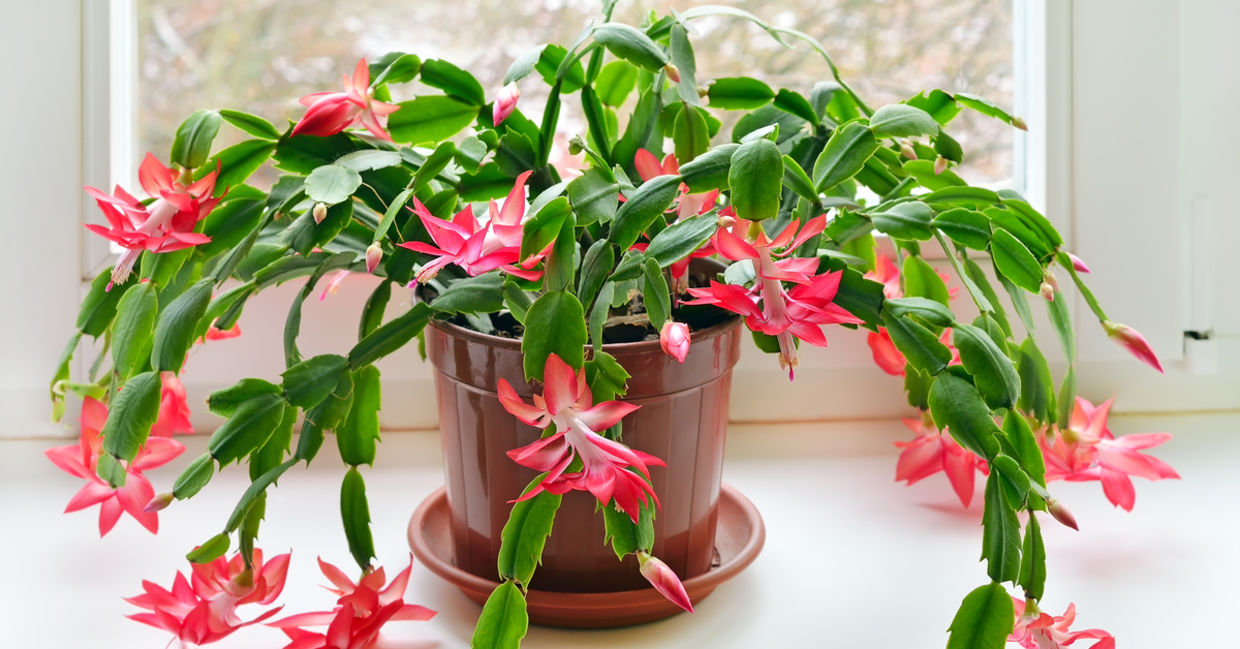 Blooming Christmas cactus houseplants are safe for cats.