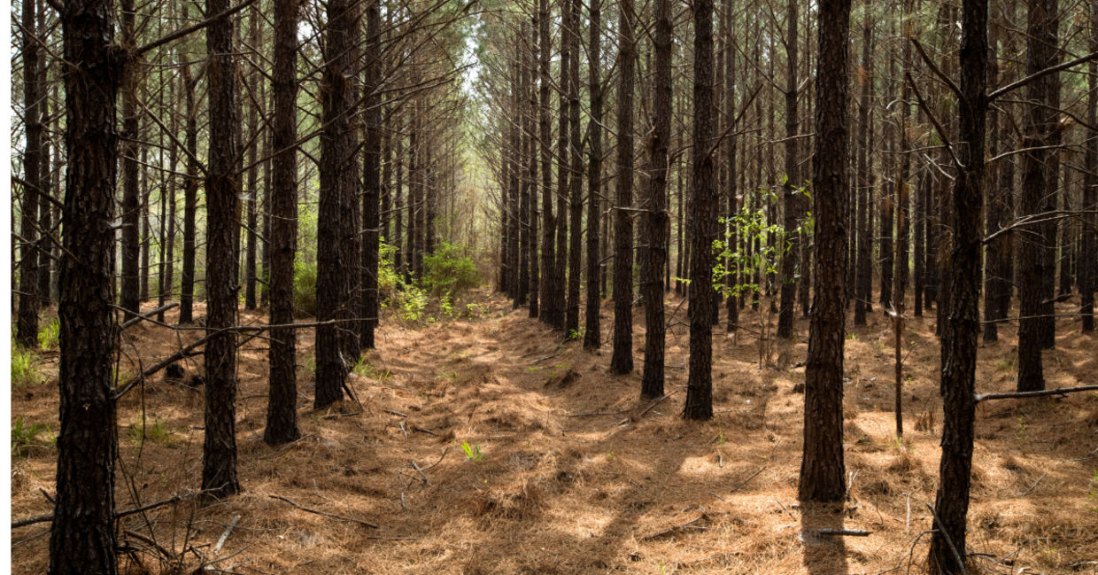 IKEA pine forest in southeast Georgia.