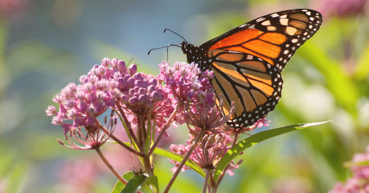 You Can Save the Monarch Butterfly by Planting Milkweed - Goodnet