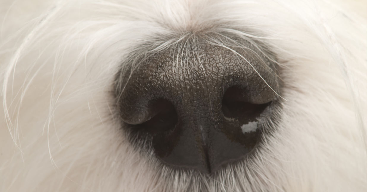 A dog's nose to illustrate the sense of smell