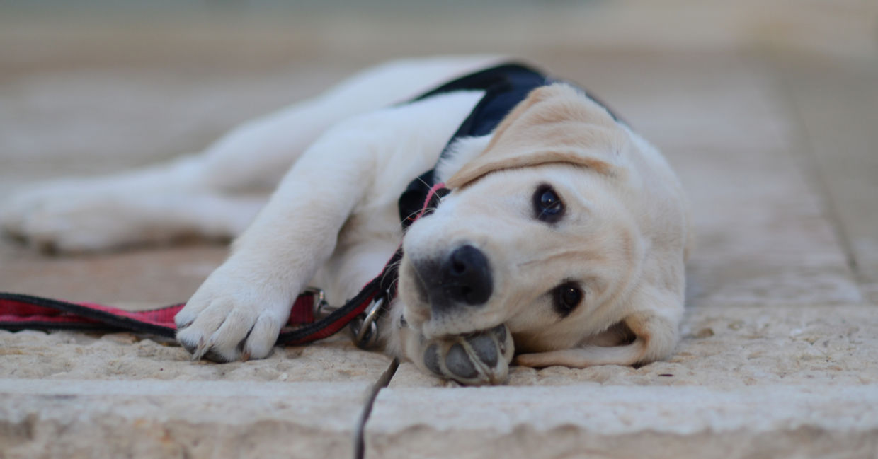 Hero Service Dog Gets Bittersweet Send Off