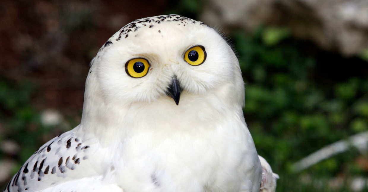 Female snowy owl spotted