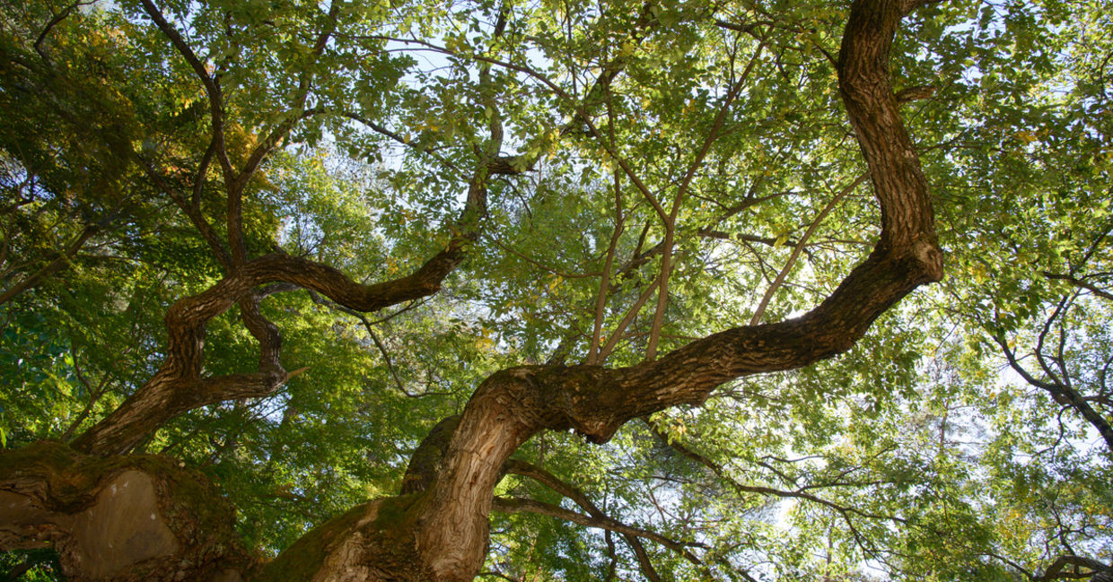 Bark from the willow tree is one of the medicinal plants.