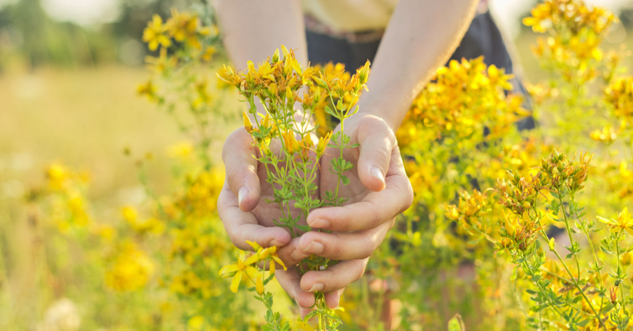 St John’s wort is one of the medicinal herbs.