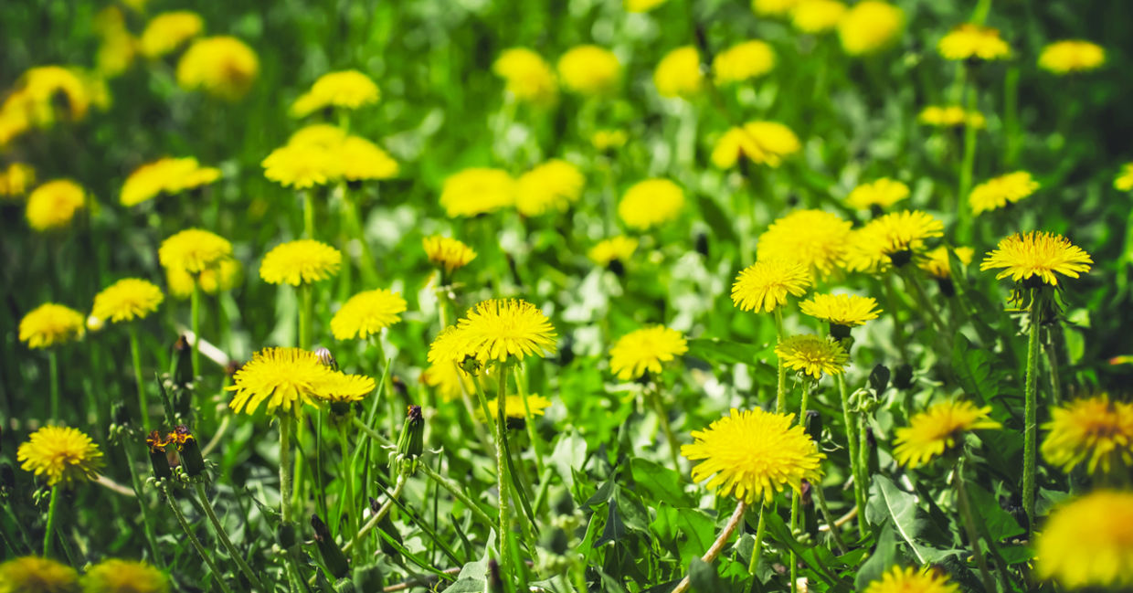 Dandelions is a medicinal plant. .