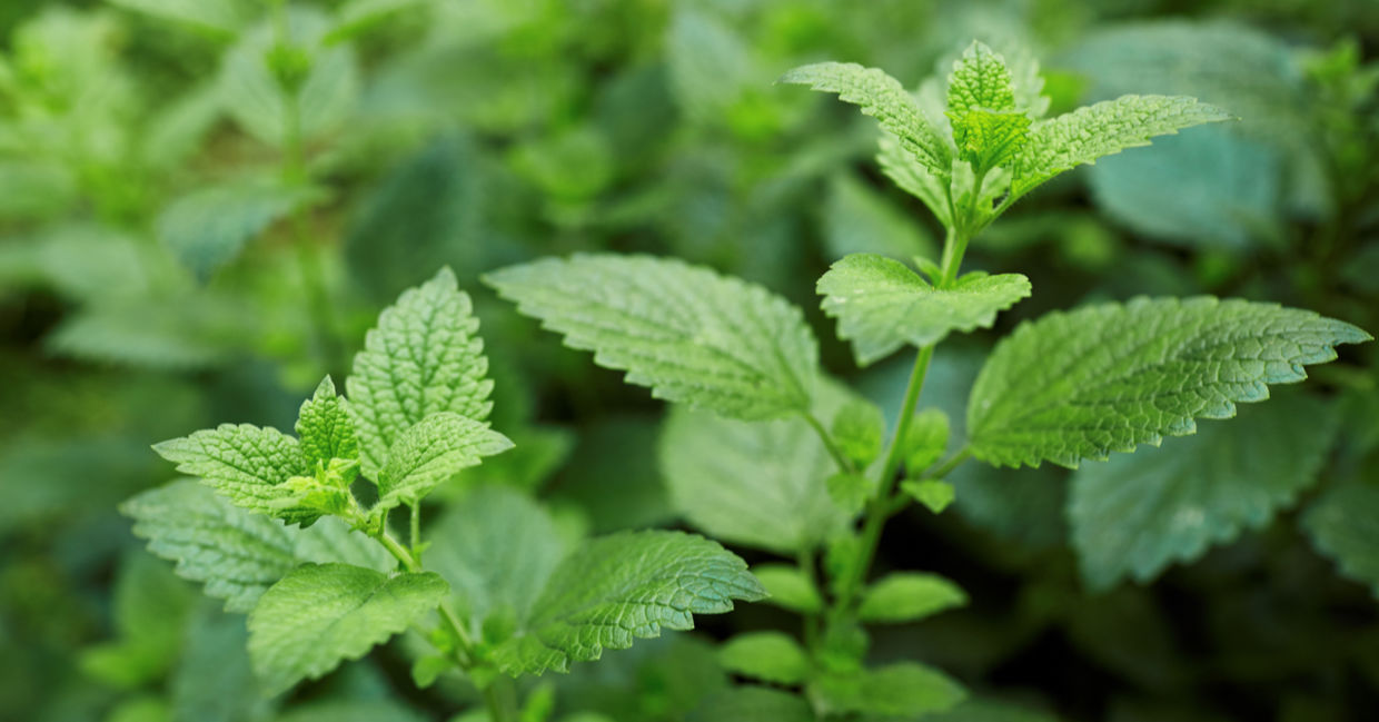 Lemon balm is a healing herb.