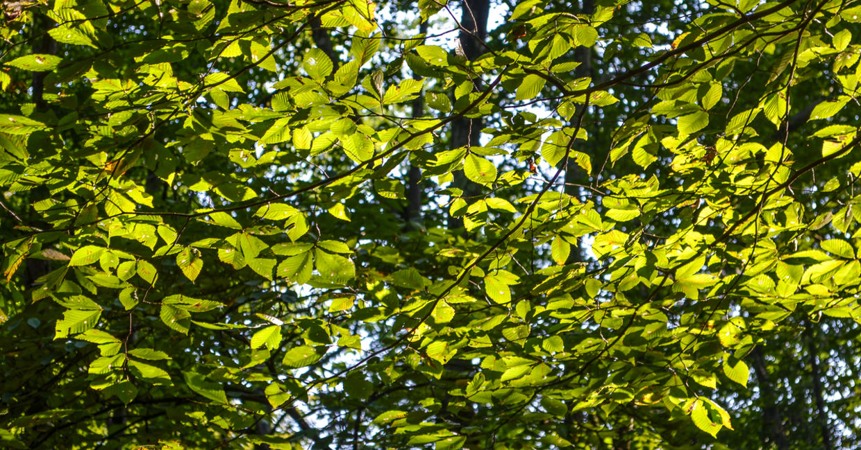 Slippery elm trees are a healthy medicinal plant.