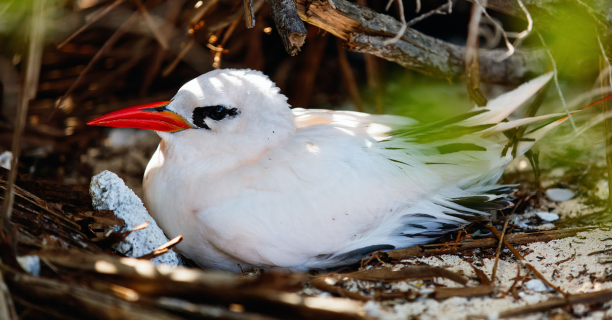 Cook Island bird