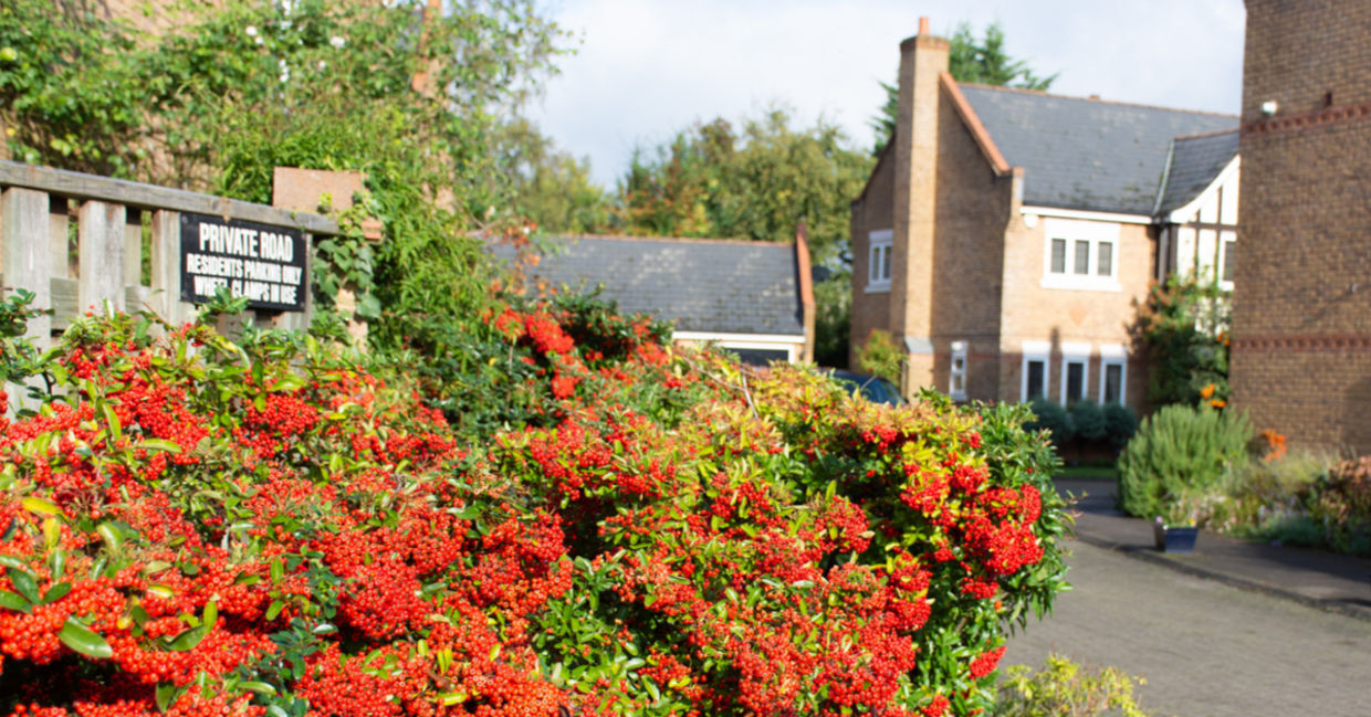 The super plant, cotoneaster, is growing on a roadside in the UK.