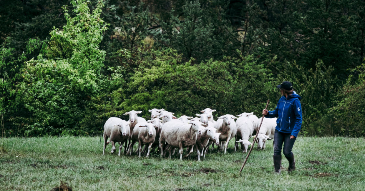 Woman shepherd with flock of sheep.