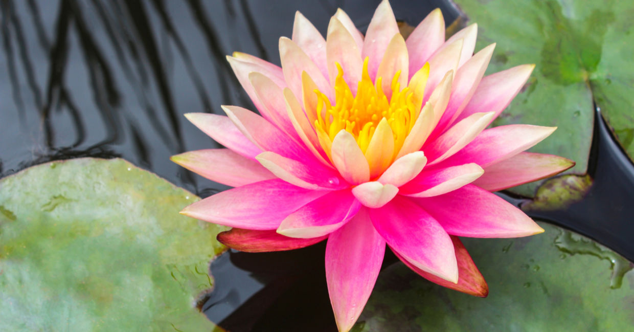 Lotus flower on water to show spiritual awakening