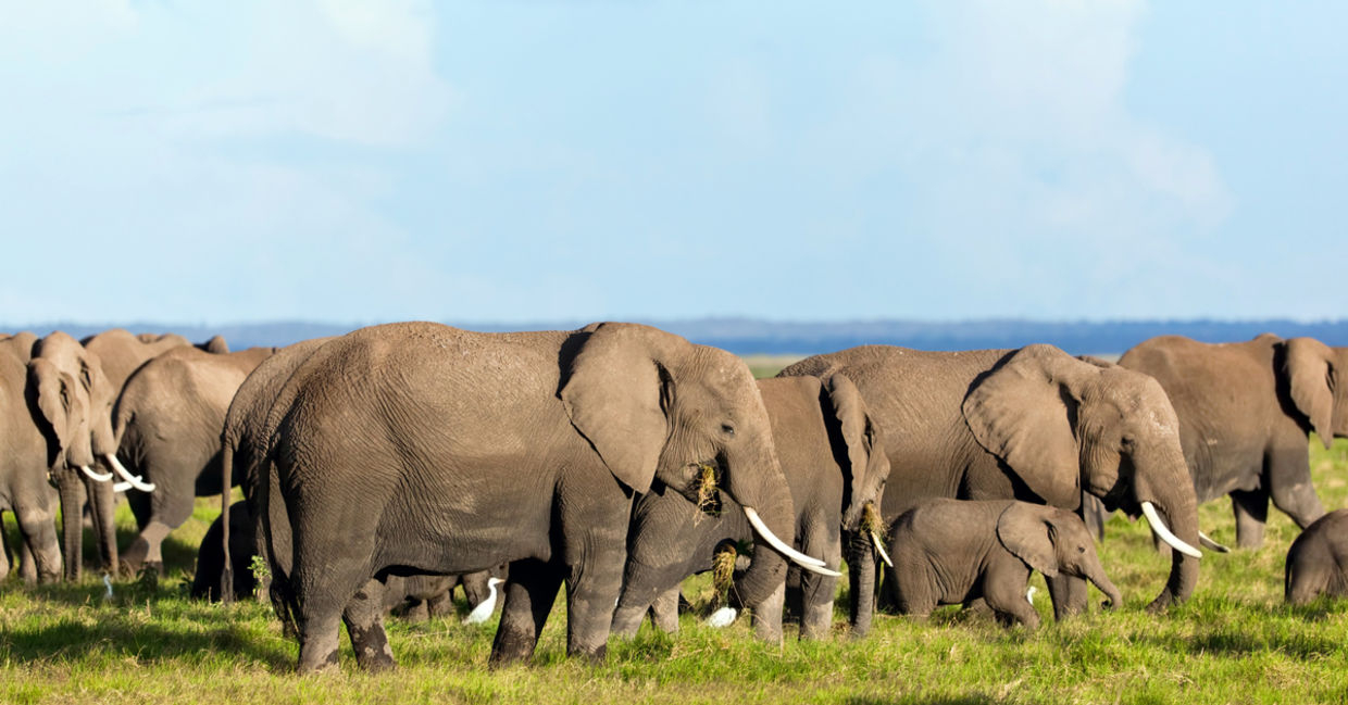 A group of African elephants