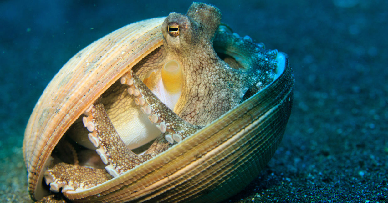 An octopus using a shell as shelter