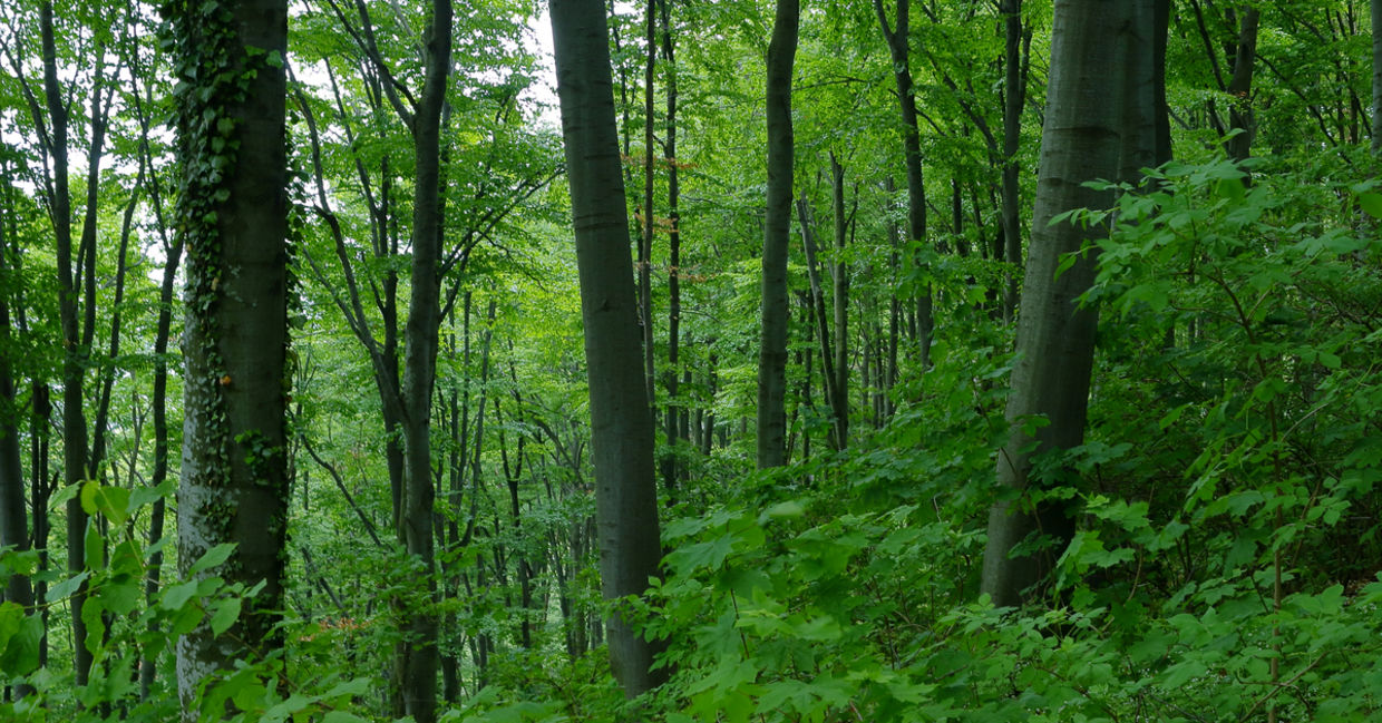 green dense forest