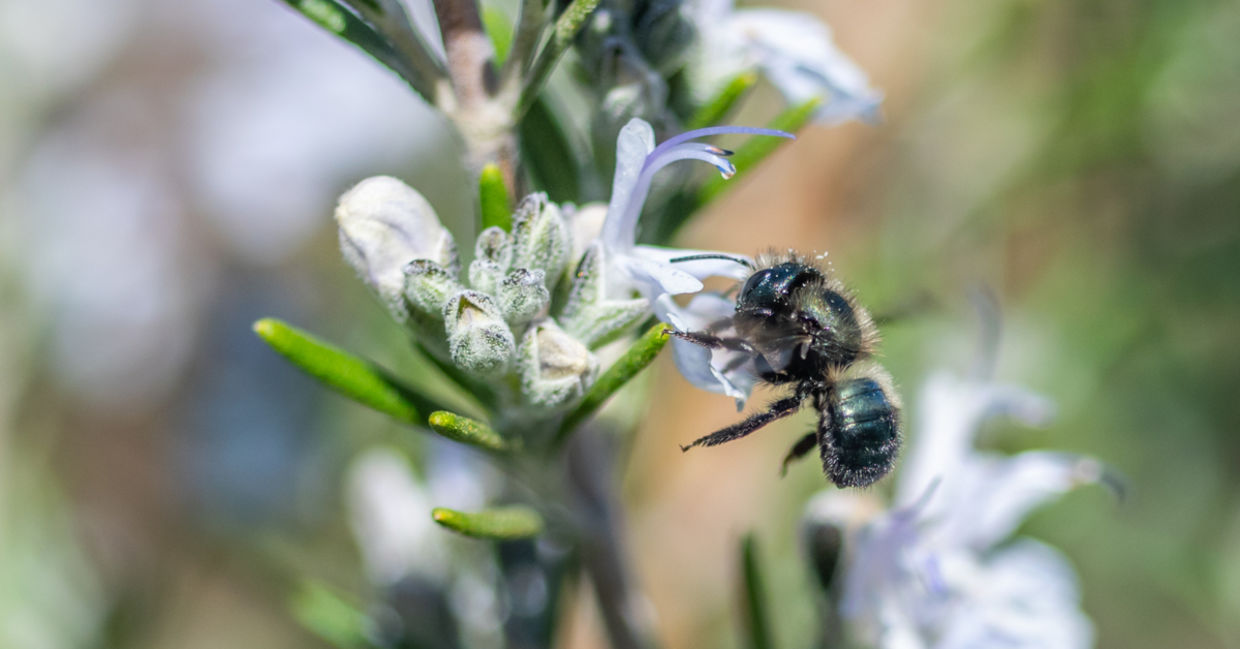 A native bee pollinating a flower.