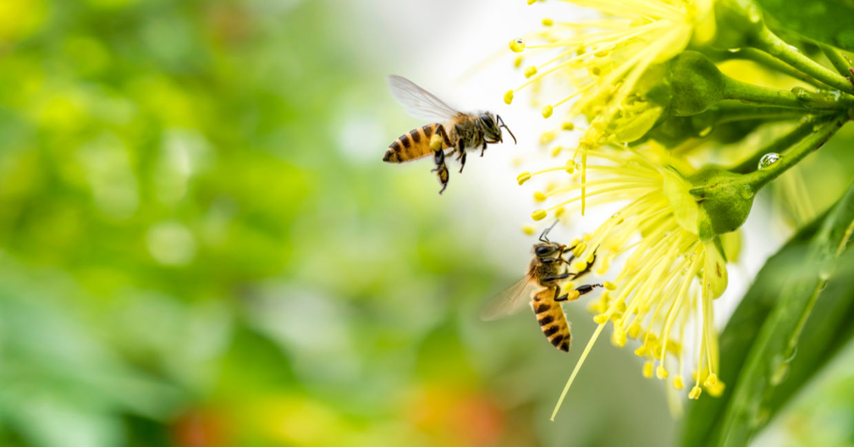 Bees flying and pollinating a yellow flower