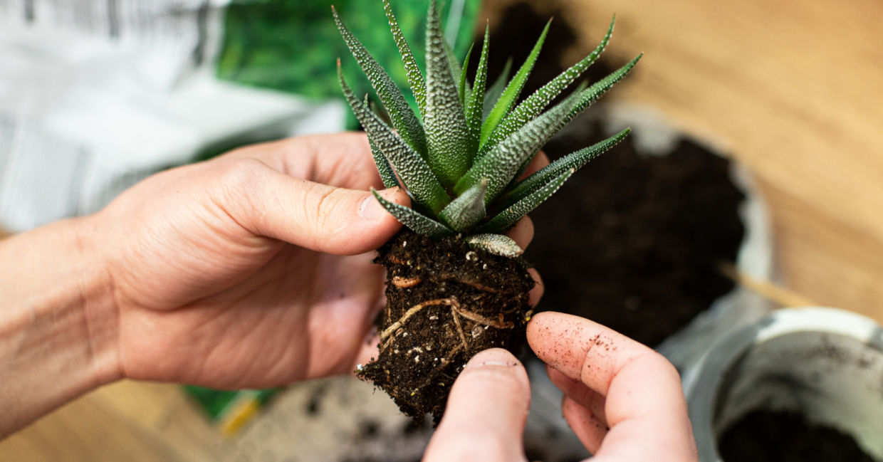 Repot your indoor plants in the Spring.
