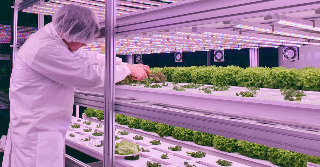 Lettuce growing under LED lighting in a vertical farm