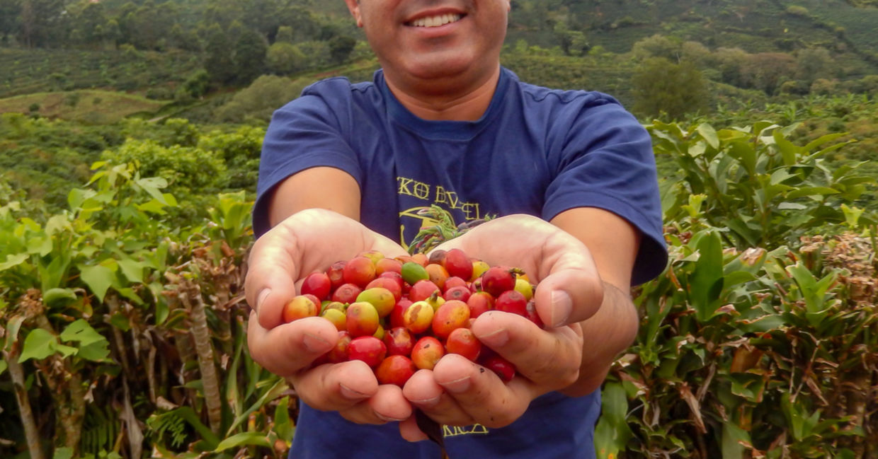 A farmer proudly holds a handful of freshly picked coffee beans.
