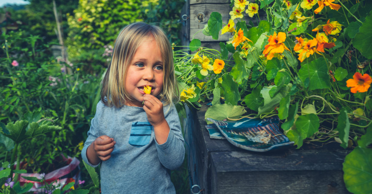 Edible flowers are packed with the best gut health benefits.