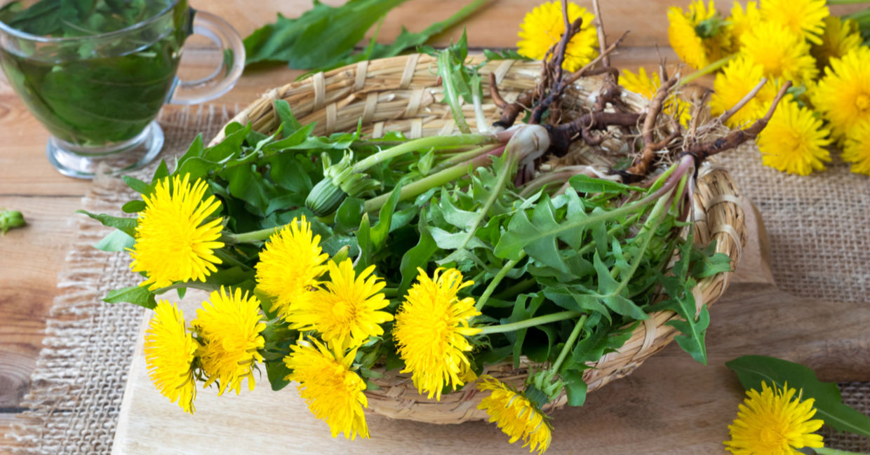 Dandelion leaves and flowers promote good gut health.