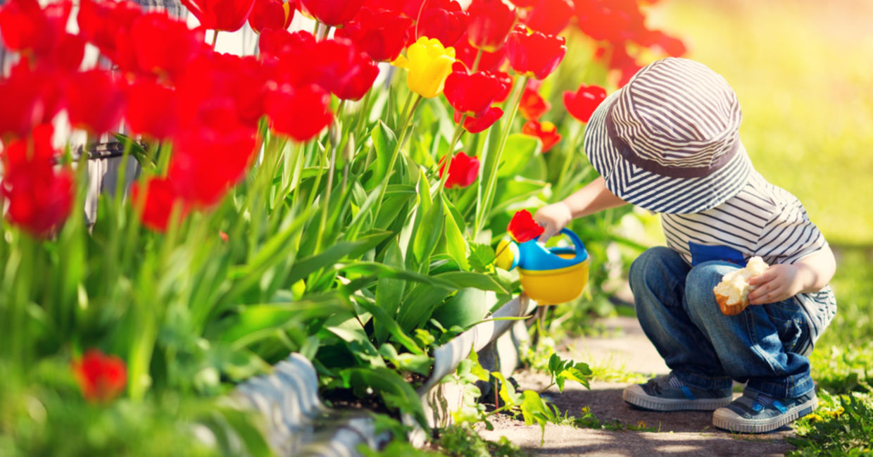 A young boy is watering tulips with a toy watering can.