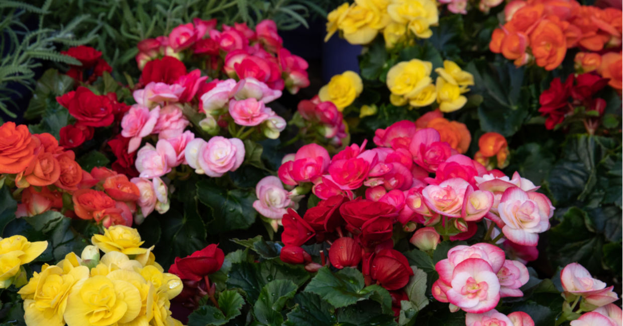 A collection of colorful begonias in pots.