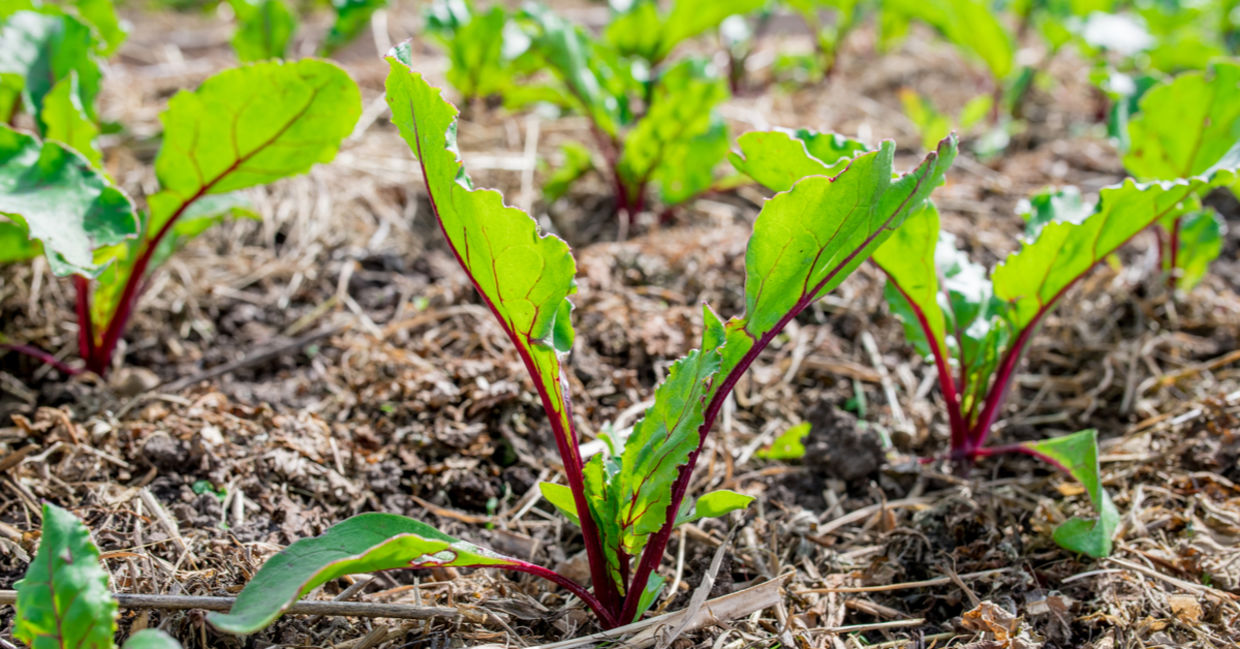 Beets grow in soil topped by grass clipping mulch.