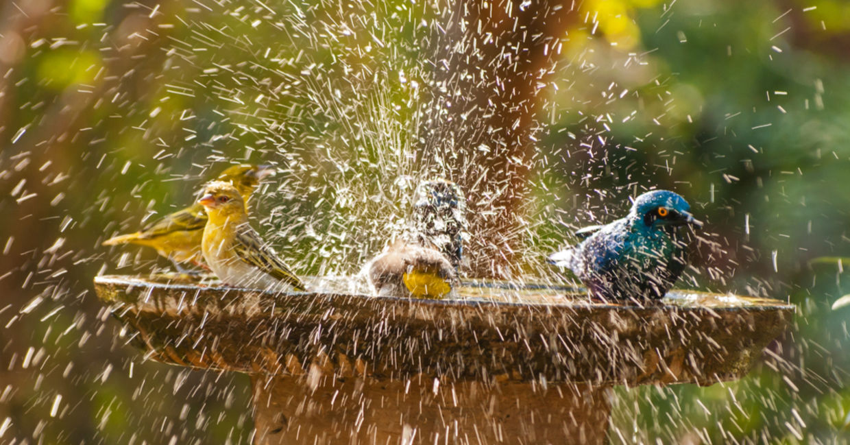 Birds splash about in a garden bird bath.