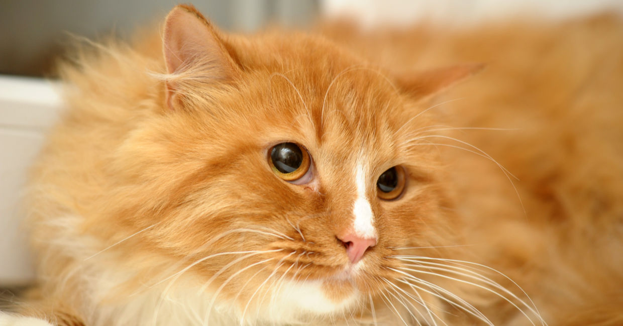 This Stray Cat Walked Into Hospital 'Asking' Doctors for Help!