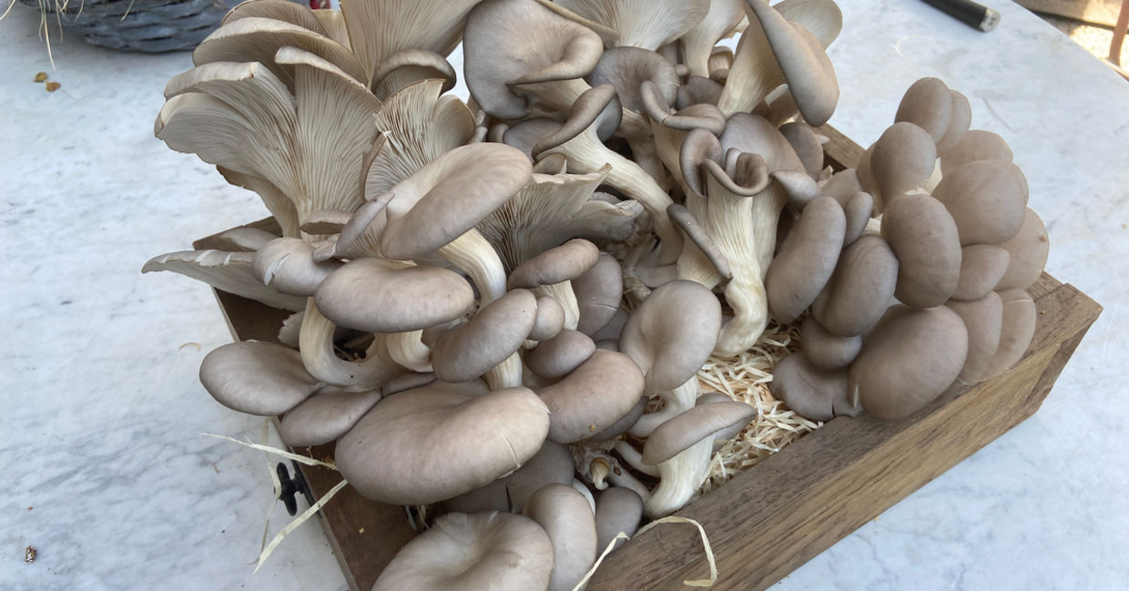 Growing mushrooms in coffee grounds.
