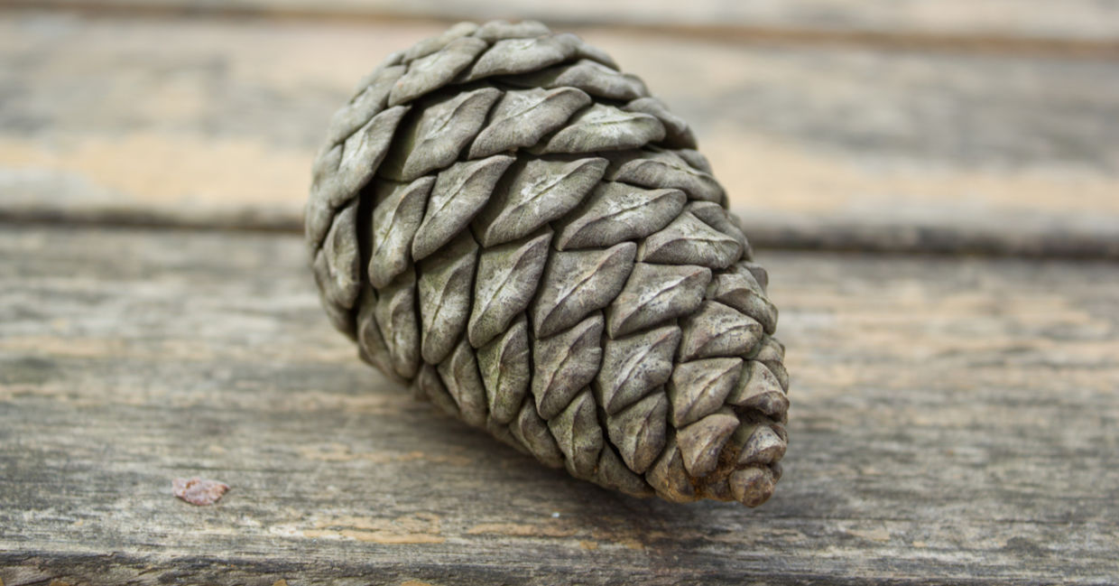 Make a DIY placeholder from this pine cone.